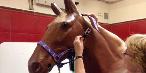 person placing headcollar on horse